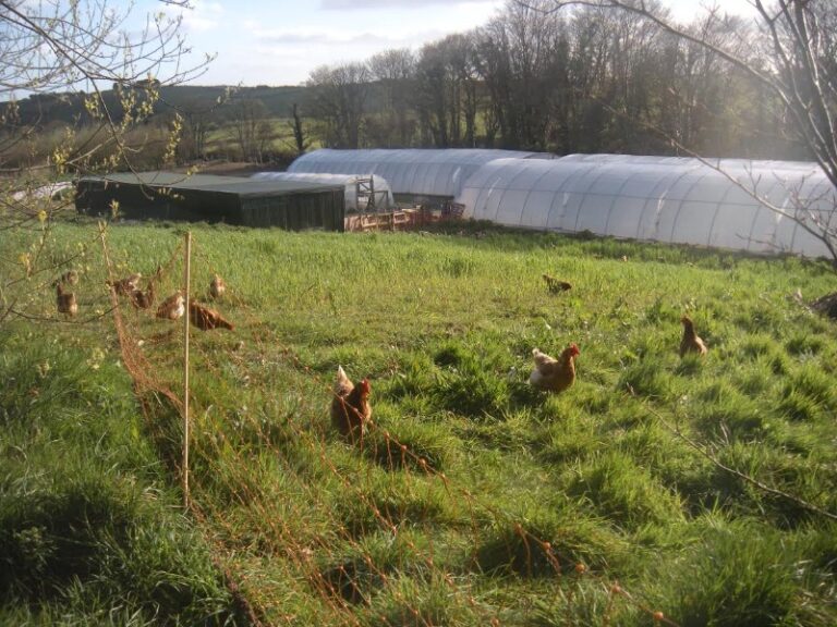 chickens chickens