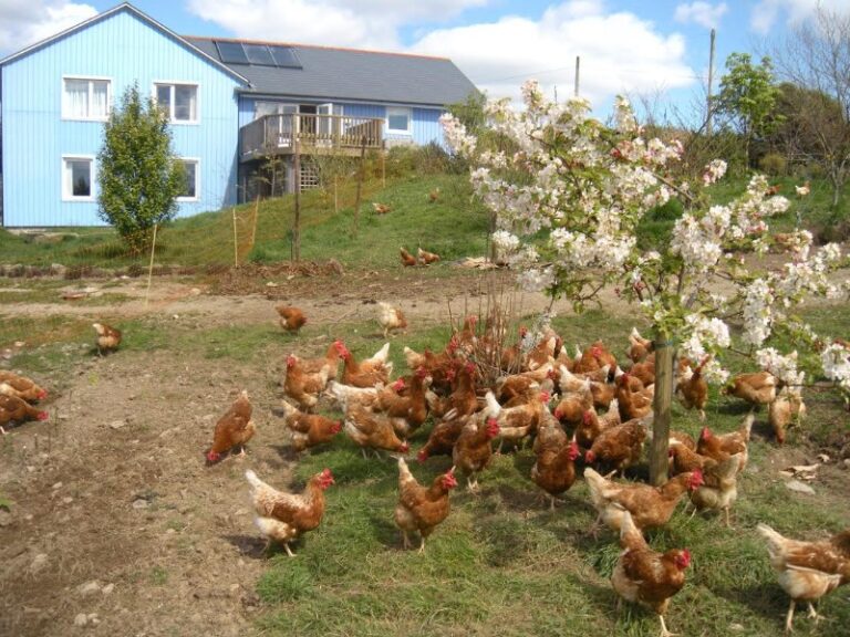 farm-with-chickens farm-with-chickens