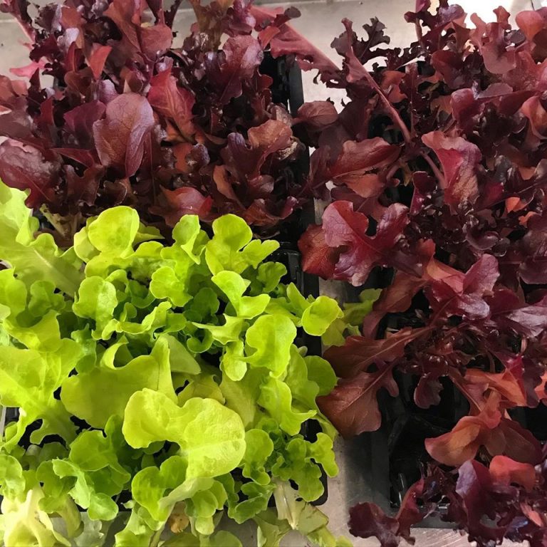 organic farm 2 768x768